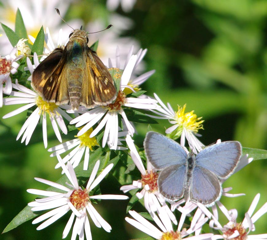 Female sachem and male eastern-tailed blue
