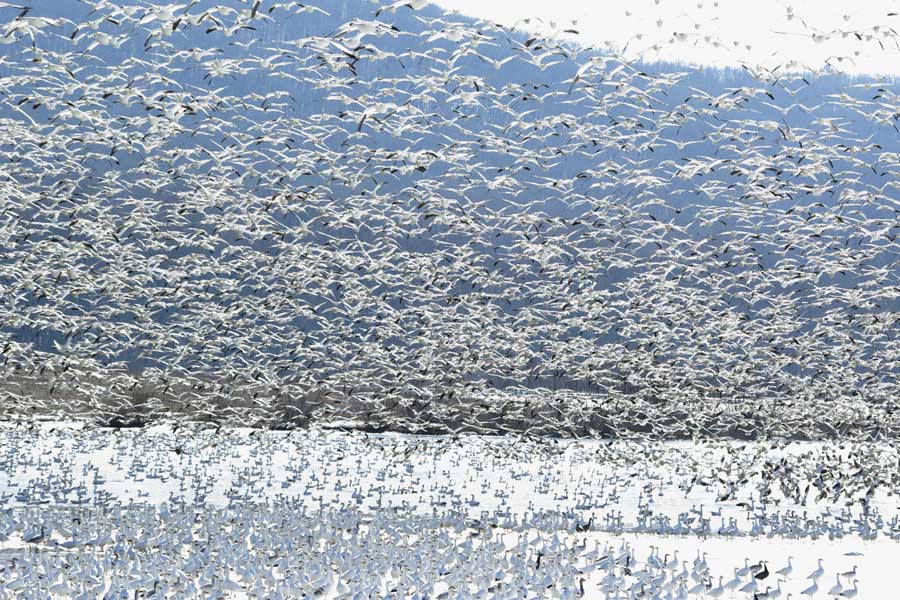 Incoming snow goose swarm