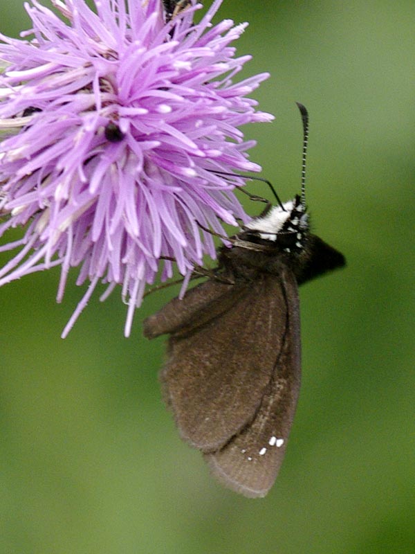 Common Sootywing, with closed wings