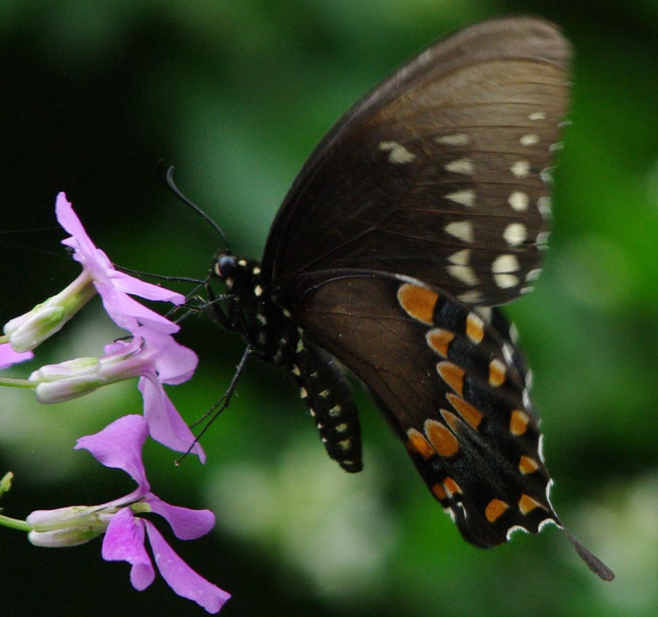 Spicebush swallowtail, under the wing