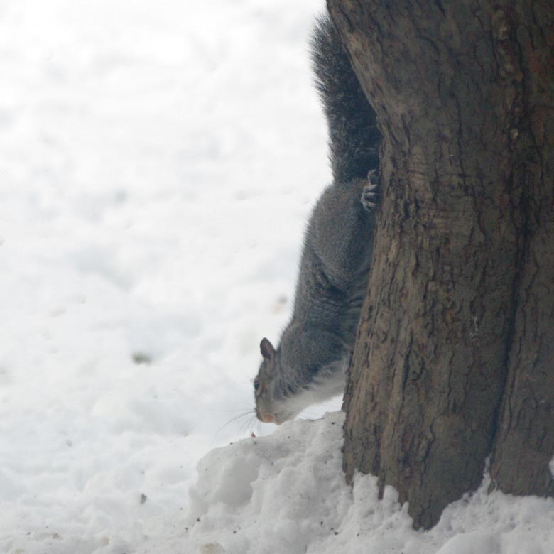 Spot contemplating snow