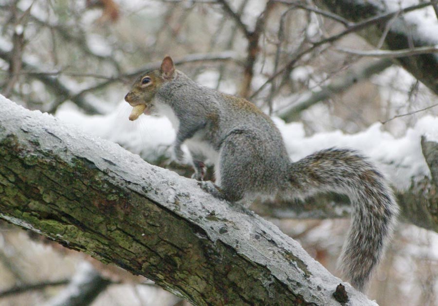 Spot carrying peanuts in a shell