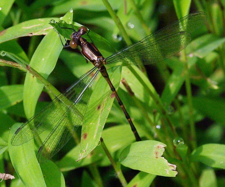 Dark spreadwing damselfly