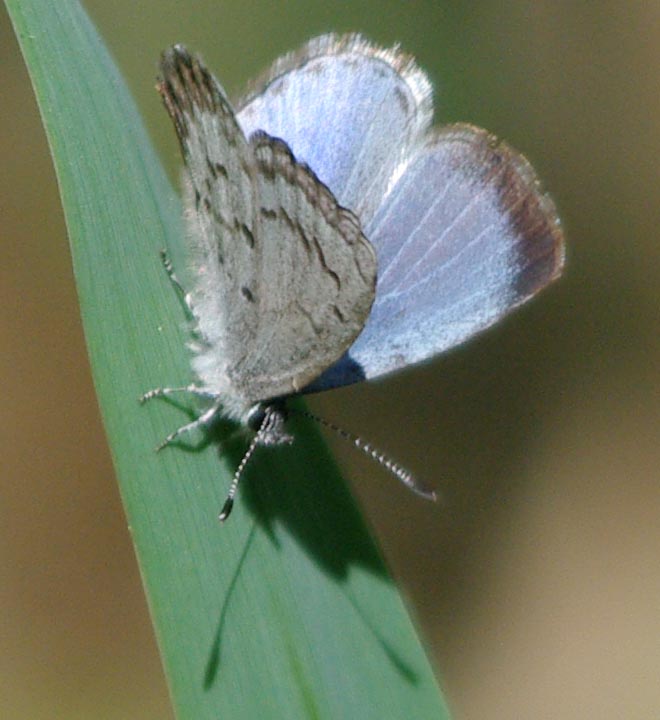 Female spring azure, with upper wing visible