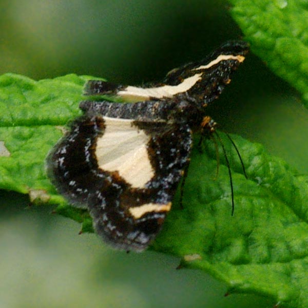 Common spring moth