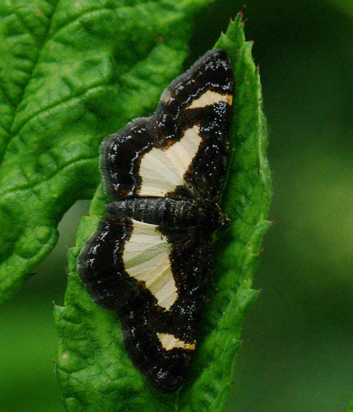 Common spring moth