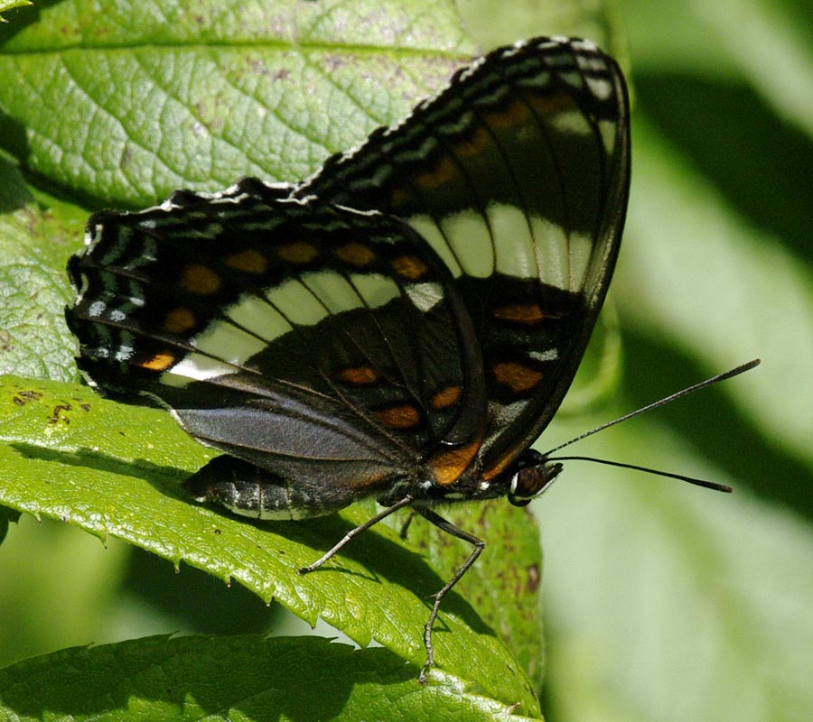 White Admiral, wings up