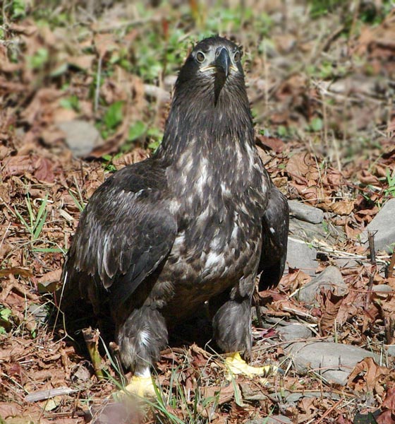 Xena stares back at us