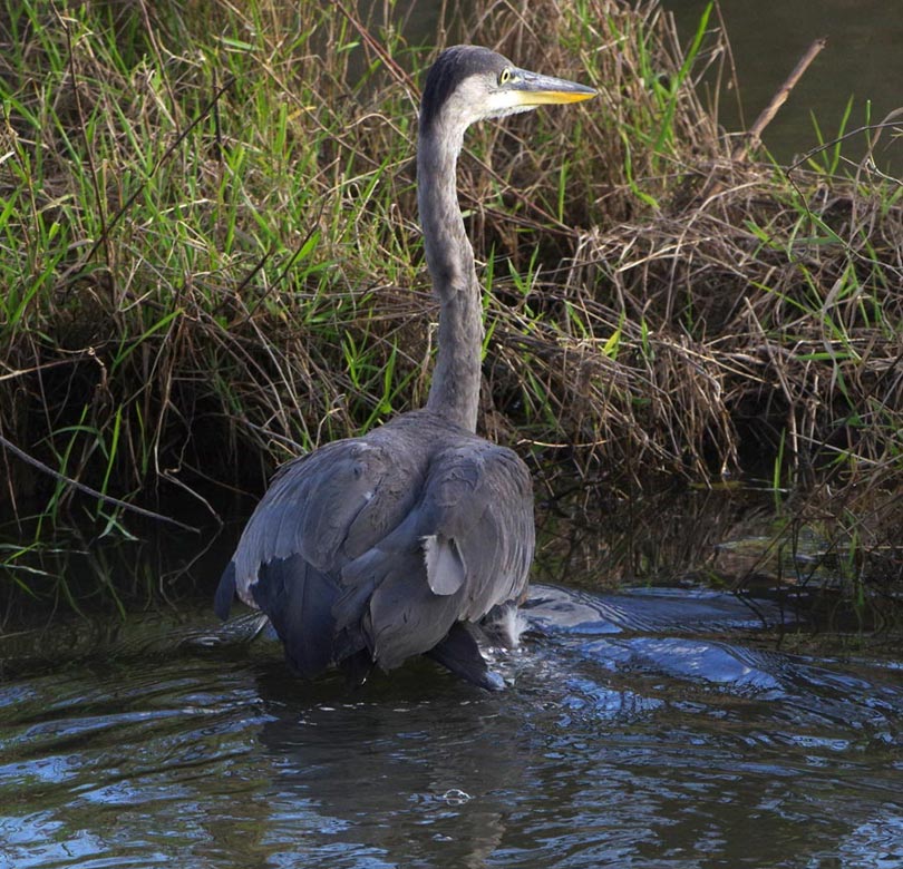 Immature great blue heron: Legs wading