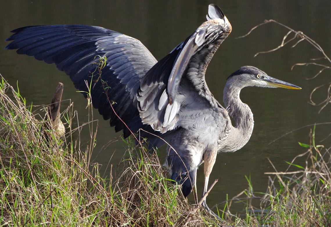 Immature great blue heron: Legs flap