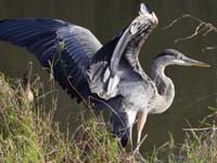 Legs, great blue heron