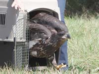 Brenda, bald eagle