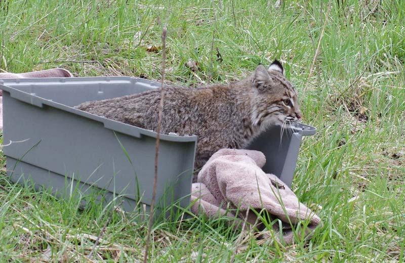 Bobcat prepares