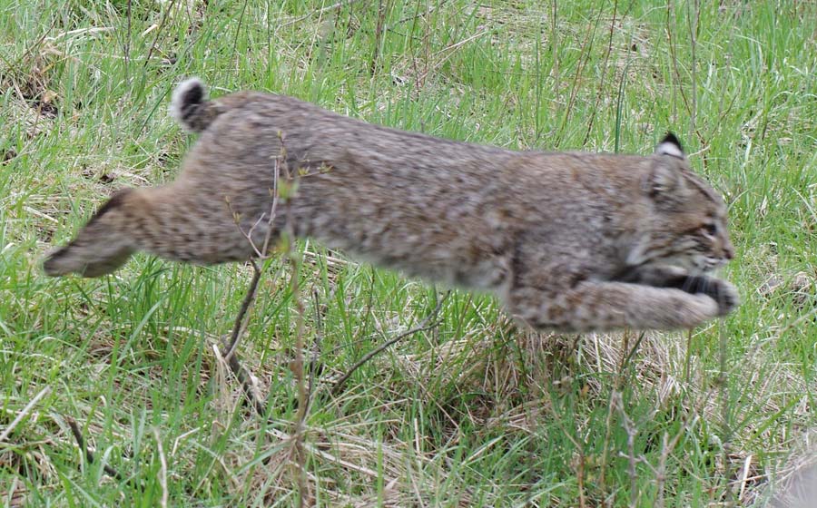 Bobcat leaps