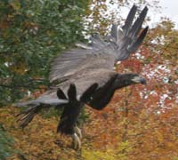 Lana, bald eagle