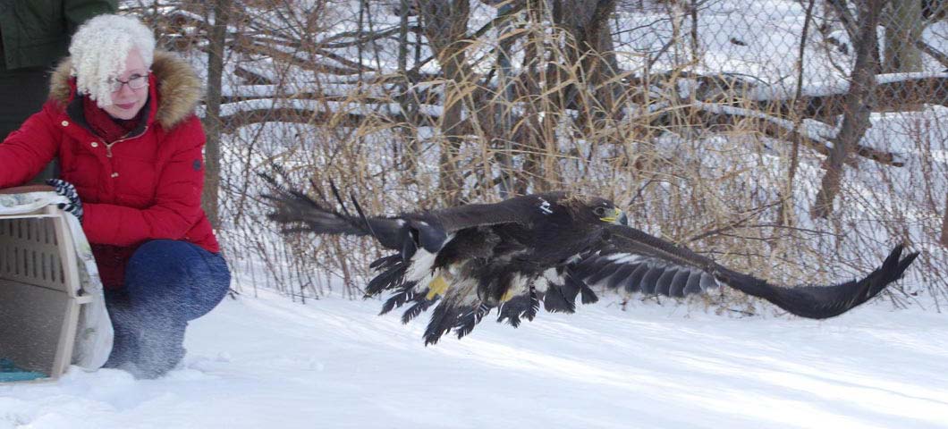 Robin Graboski releasing Zeus, 2016