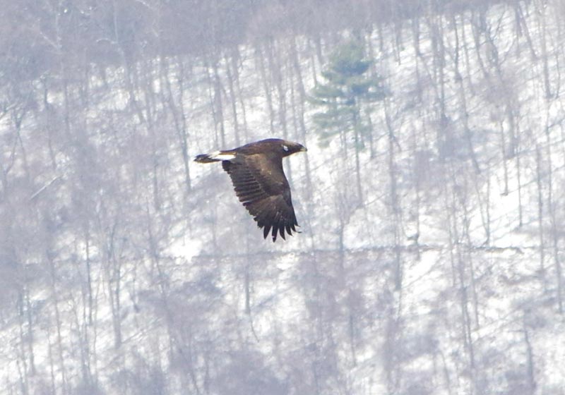 Zeus in the distance