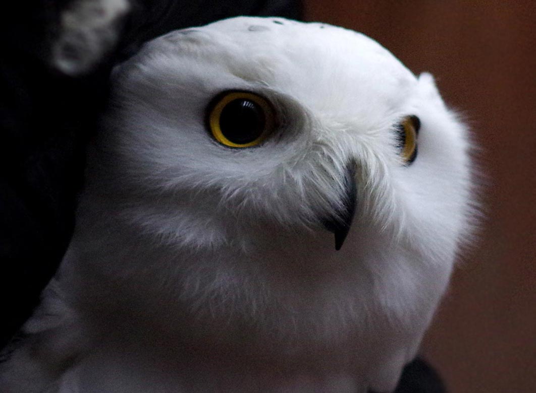 Snowy owl portrait