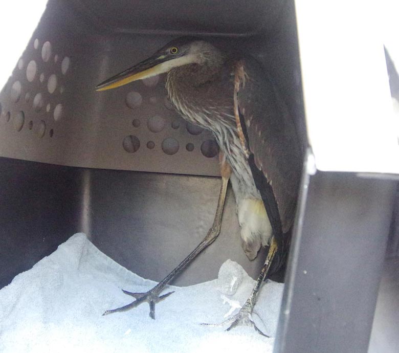 Immature great blue heron: Legs in the crate