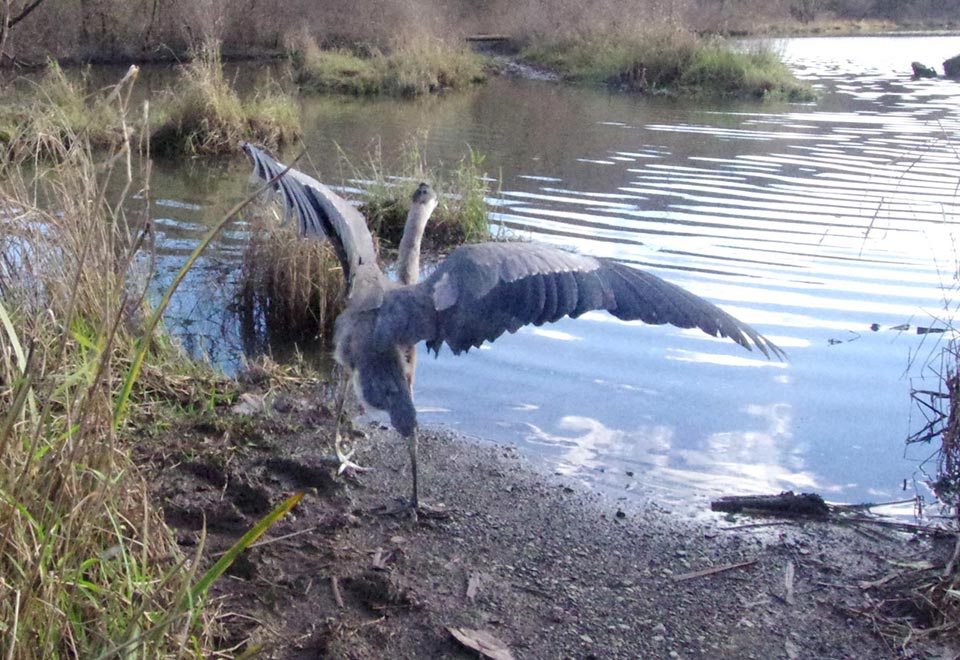 Immature great blue heron: Legs running