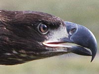 Athena, juvenile bald eagle