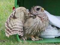 Bob, a barred owl