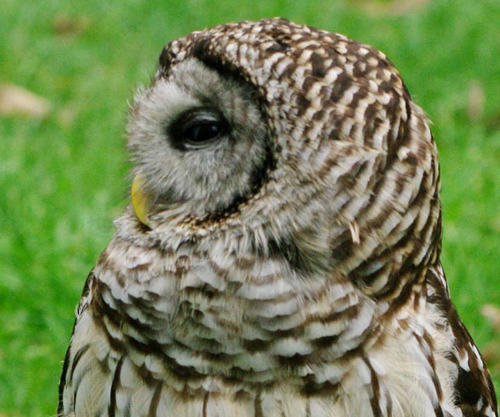 Aurora the barred owl