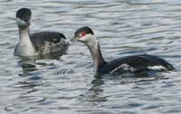 2 horned grebes