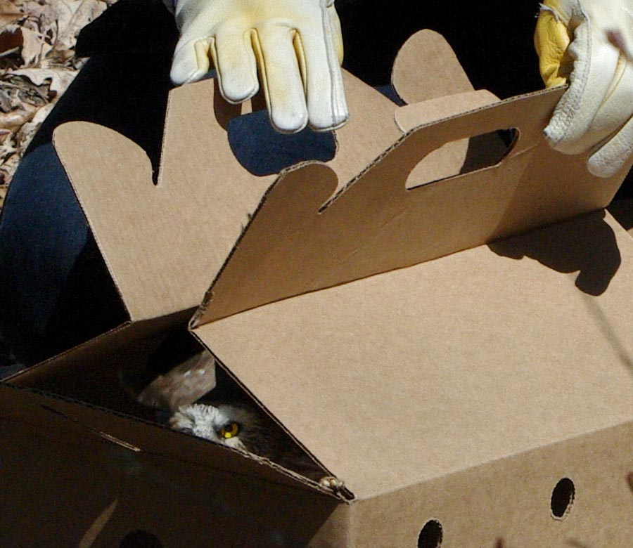 Peeking saw-whet owl