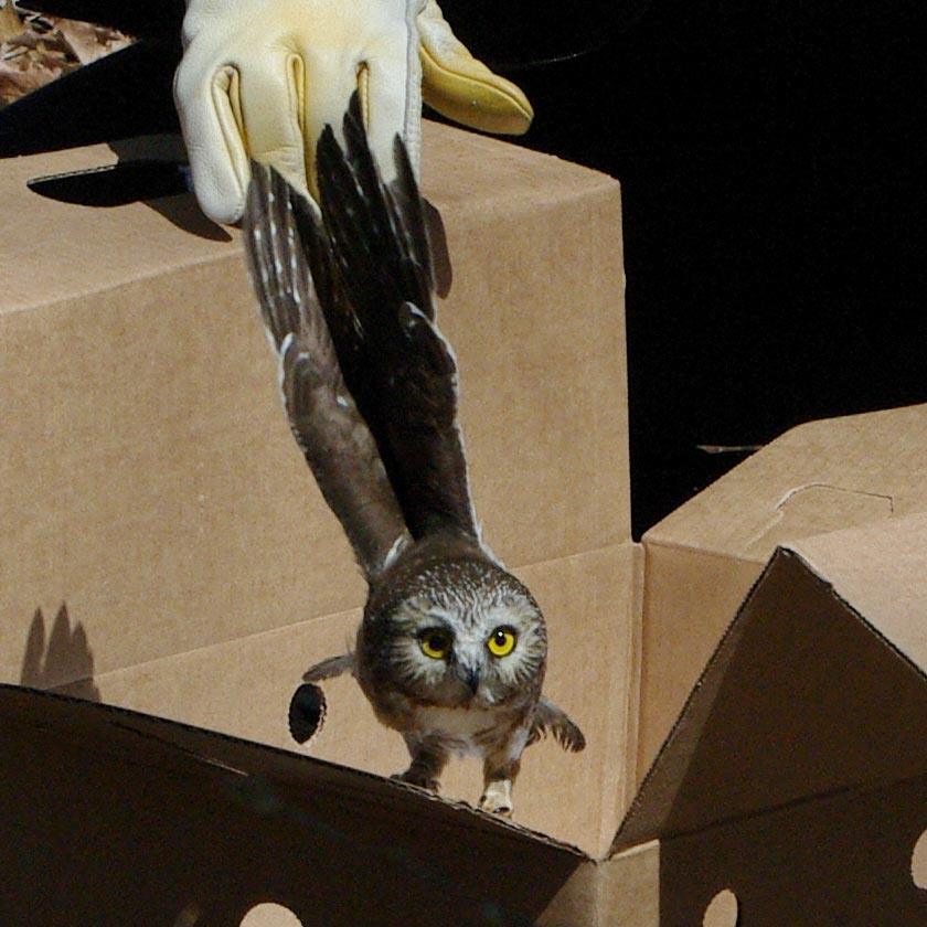 Freedom flap of saw-whet owl