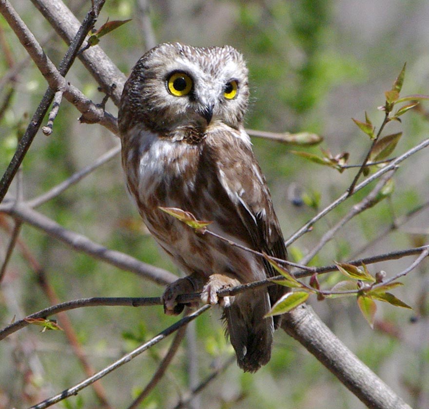Saw-whet owl
