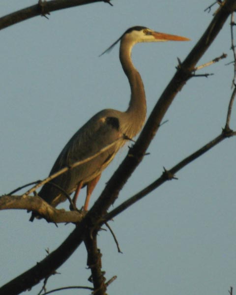 Great blue heron and sunset