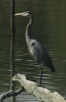 Great blue heron on log