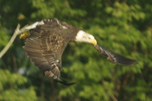 Bald eagle, basic v