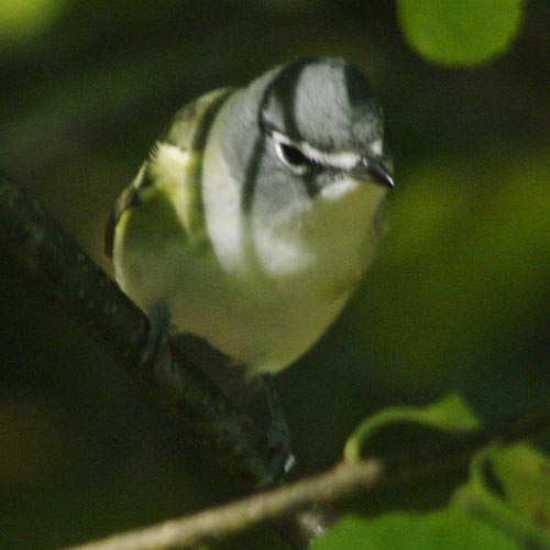 Blue-headed vireo
