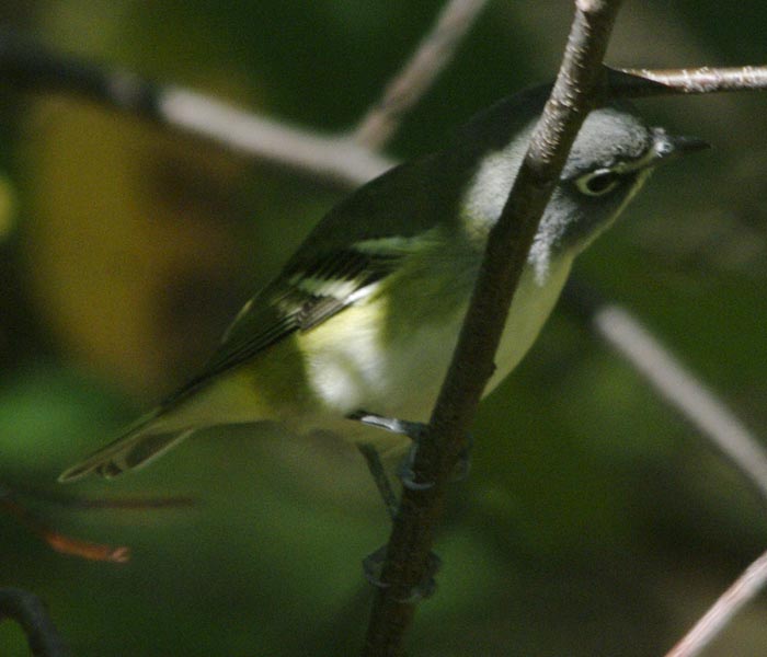 Blue-headed vireo