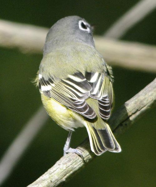 Rear view: blue-headed vireo