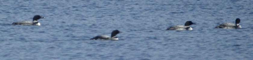 Four common loons