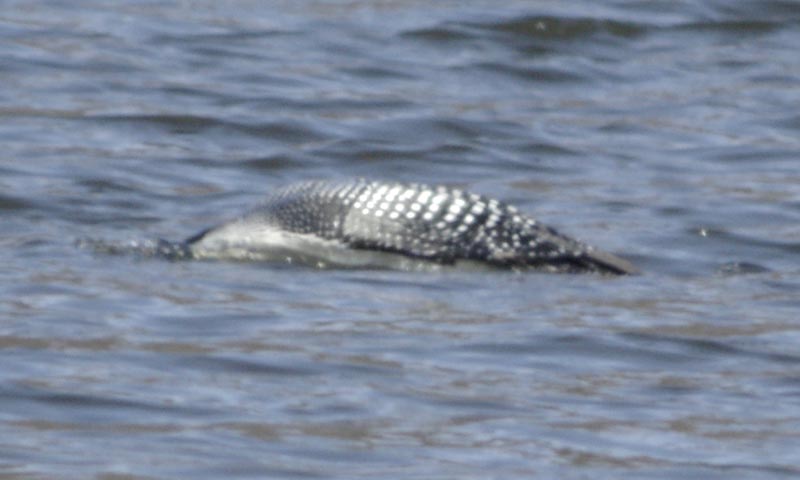 Common loon diving