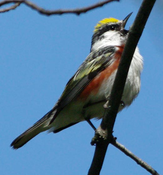 Chestnut-sided warbler singing