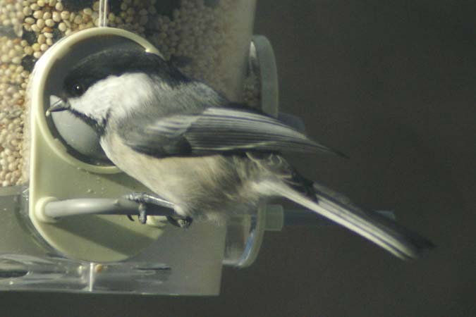 Black-capped chickadee at feeder