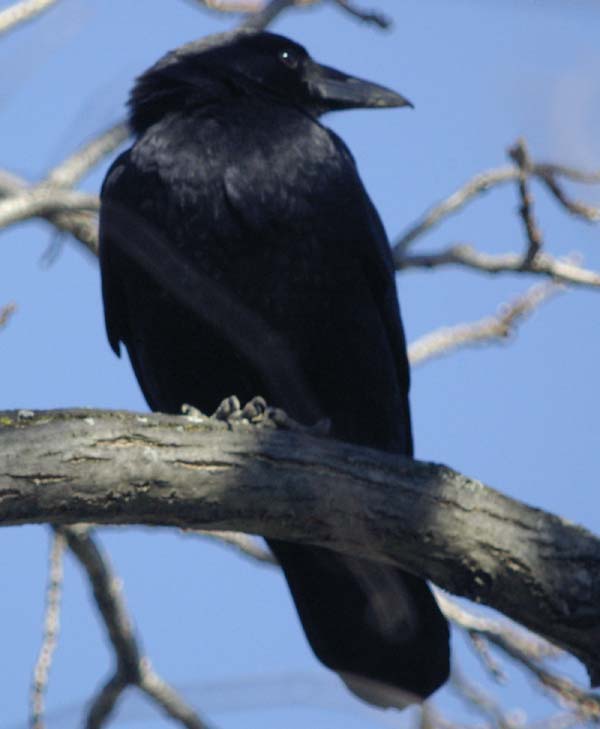 Perching crow