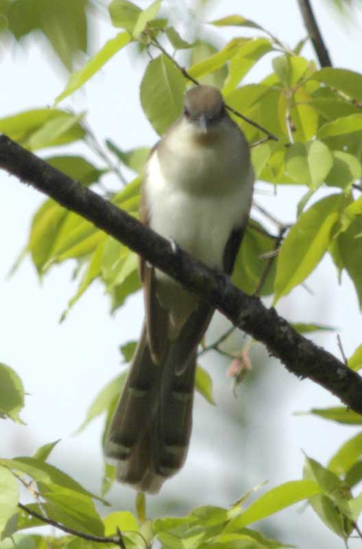 Black-billed cuckoo: center