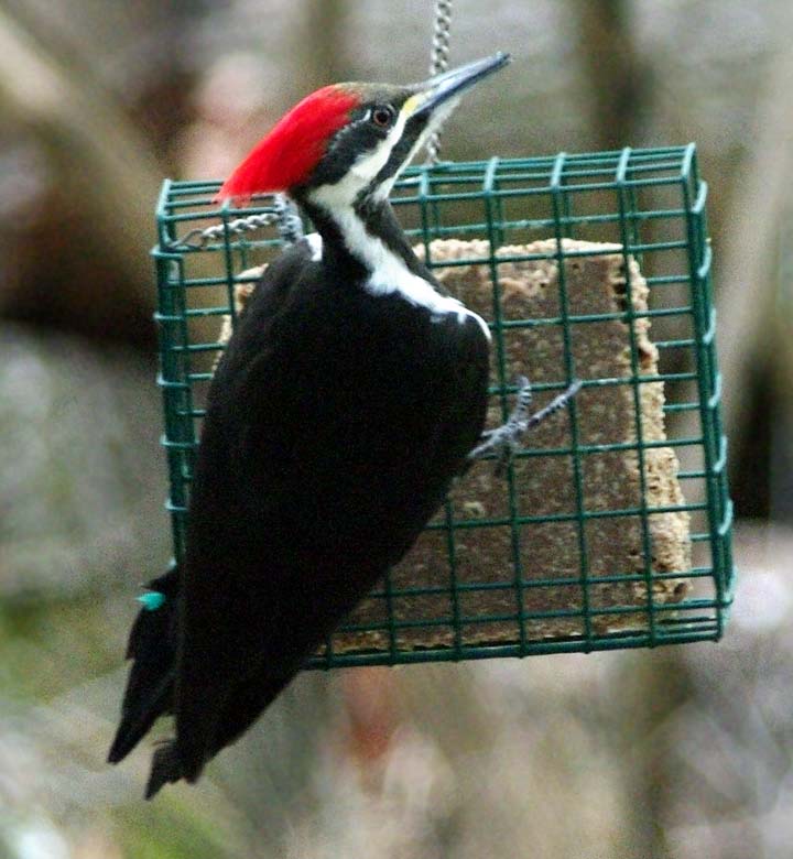Pileated woodpecker (female) on the large suet