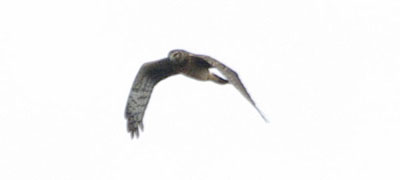 Northern harrier in the distance