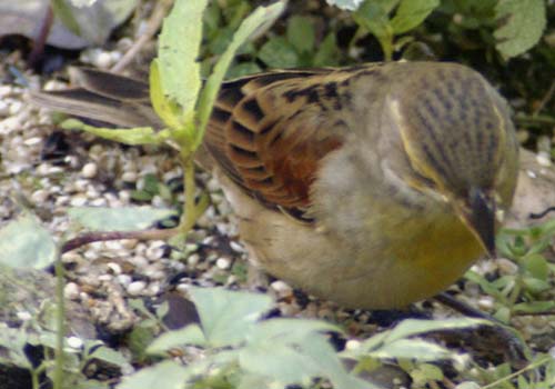 Dickcissel seed hunting