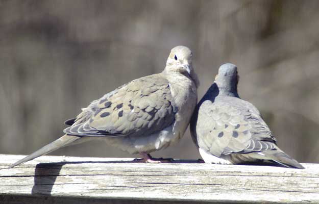Mourning doves wanting privacy