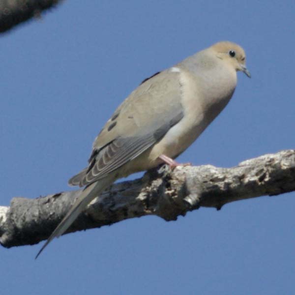 Mourning dove cooing