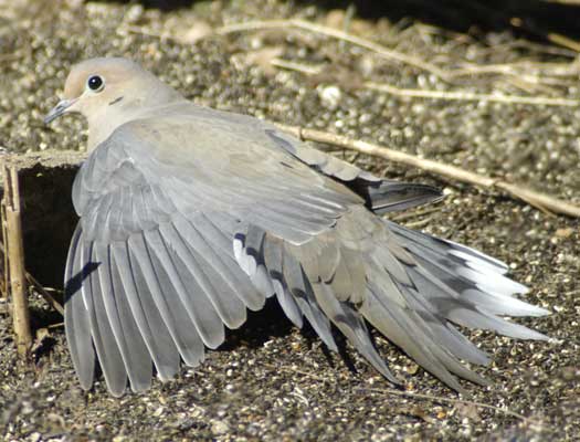 Mourning dove sunning
