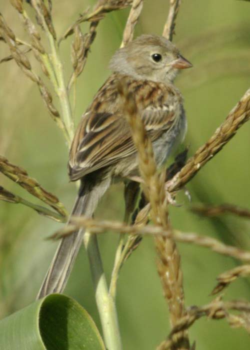 Immature field sparrow